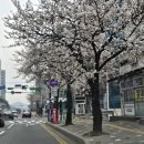 목천고가교 앞 네이버블로그