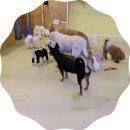 에이펫(A-PET) 이미지