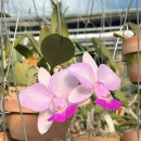 시냇물 농장 이미지