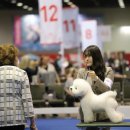 올웨이즈 반려견 미용실 이미지