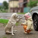 화정족발 이미지