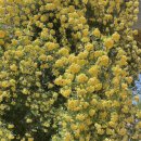 목향 | 🌹 진해 보타닉뮤지엄 장미터널 솔직 후기(목향장미)