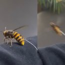 LOVING PET 이미지