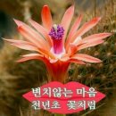 백년친구 Daum카페
