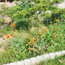 고란집 민박 네이버블로그