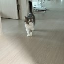제29회 aT센터 #궁디팡팡캣페스타_첫째날 다녀온 후기2