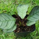 그레이스 힐링 이미지