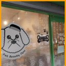 강아지를 미용하는 여자 이미지