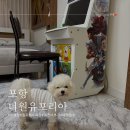 더원유포리아(The 1 Uphoria)풀빌라&애견펜션 | 포항 더원 유포리아 애견동반 숙소후기/해돋이명소