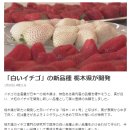 「白いイチゴ」の新品種 栃木県が開発 이미지