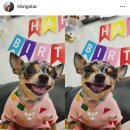 댕쏘스윗 이미지