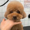 더 이쁜 멍살롱 이미지