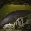 사우로 R | 해양파충류가 담수를 추구하면 안되는걸까 - 담수 모사사우루스류 이야기