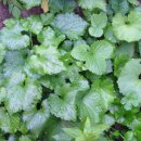 보물농장 이미지