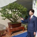 차나무 - 안동시 무주무7길 51 | 차나무