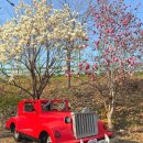 창락제1농로 | 김해목련숲 대중교통 실시간 개화상황 주차장 꽃구경 데이트 가볼만한곳 추천