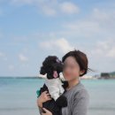 오늘도 댕댕 | 제주 강아지 사진 촬영 나나스냅 댕댕해녀 후기
