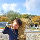 [숲놀이] 벼를 수확해요🌾👩‍🌾👨‍🌾 이미지