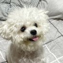 쁘띠멍살롱 | [쁘띠멍살롱] 익산 모현동 애견 미용샵 비숑 위생미용 후기