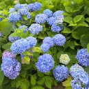 화명대천천 | 부산 대천천 누리길(화명수목원 근처) 20250612 수국 개화 후기