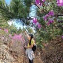장복산길 | 🌸 장복산 가장 쉬운 코스 (7km / 3시간)진달래 폭발 + 진해 벚꽃 전경까지 한 번에
