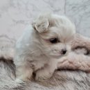 광명메디컬 | 광명강아지입양후기, 새로운 가족 맞이 성공 스토리!