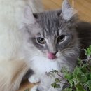 냥이사랑 이미지