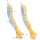 목디스크 치료와 상지의 신경 entrapment 치료를 위한 신경해부학 - 대박자료 이미지