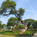 성주 경산리 성밖숲 이미지