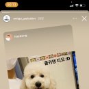 아미고펫 이미지