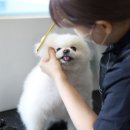 강아지 호텔 이미지