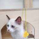 에브리캣 이미지