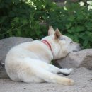 오뉴월 개팔자 이미지