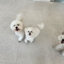 털로덮인친구들 달서점 이미지