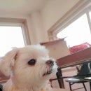 동백 숲속애견랜드 이미지