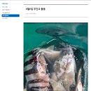 고흥 해상펜션 거금해양낚시공원 펜션에서 1박2일 후기(feat.낙지)_260606