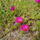 꽃송이가 이미지