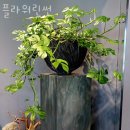 플라워린썬 네이버블로그