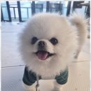 애견멀티샵 이미지