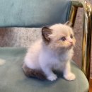 도그마루 강아지고양이 인천논현점 이미지