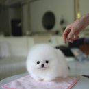우아퍼피