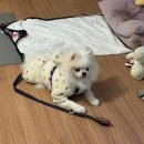 주원농장 | 지금부터가 진짜 시작입니다 ｜(라라스윗 저당팝콘,마제소바,그릭요거트,팽오리농장,닭발,두바이쫀득쿠키)