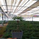 금송목재 이미지