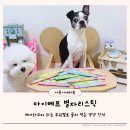 마이베프 | 반려견영양간식 마이베프 별자리스틱 강아지츄르 급여 후기