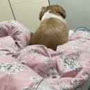 덕산동물의료센터 이미지