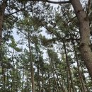 노을숲캠핑장 이미지