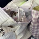 조광동물병원 이미지