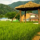 산채으뜸마을 이미지