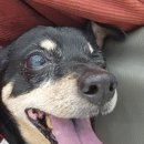 맑은눈 동물병원 이미지