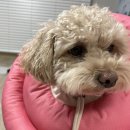 베스트프렌드 동물병원 이미지